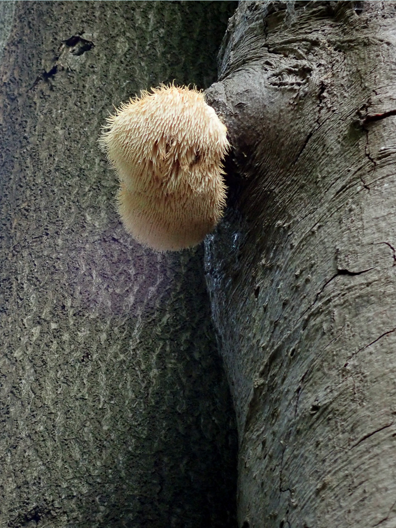 Hericium erinaceus  by Penny Cullington